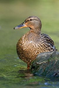 Stockente ( Anas platyrhynchos ), Weibchen im Wasser stehend von wunderbare Erde