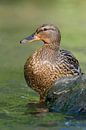 Mallard / Wild Duck ( Anas platyrhynchos ) van wunderbare Erde thumbnail
