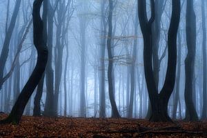 Photographie de la forêt "étang sombre boisé