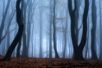 Forest photography "dark pond woodland"