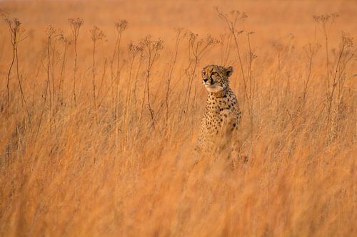 Rietvlei Jachtluipaard