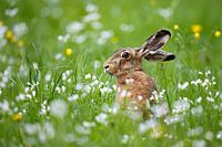 Hare in Luck