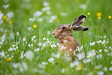 Hare in Luck by Daniela Beyer