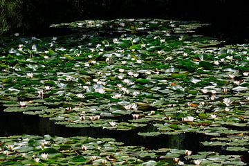 Waterlelies van Thomas Jäger