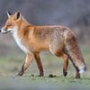 Red fox enjoying the sun! van Robert Kok