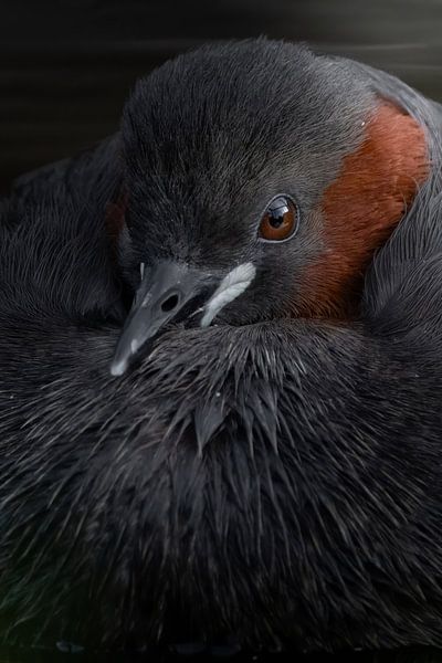L'œil vif du grèbe castagneux. par Tinus Kremer Fotografie