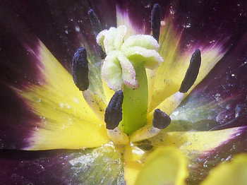 open tulp met stamper en meeldraden