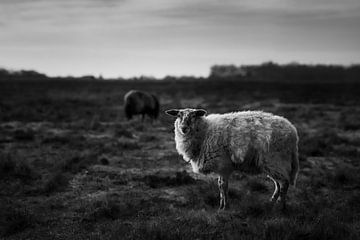 Two sheep in the heather