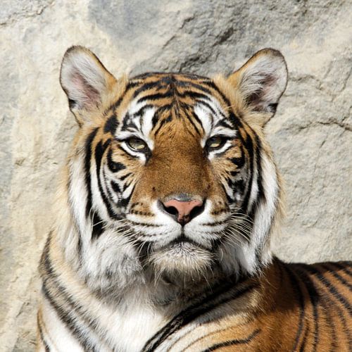 Tiger_001_by_JAMFoto