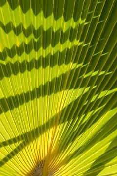 Struktur eines grünen Palmblattes mit Schatten 1