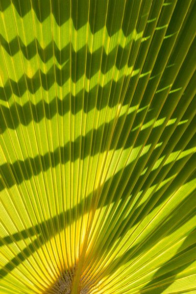 Struktur eines grünen Palmblattes mit Schatten 1 von Adriana Mueller