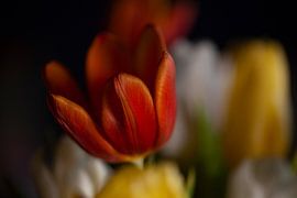 Fluweelachtig oranje van Petra Dreiling-Schewe