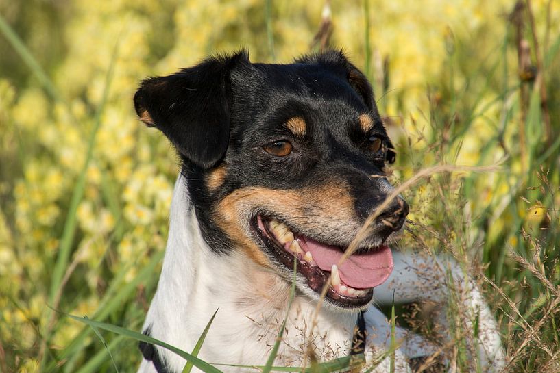 Jack Russel par Maaike Krimpenfort