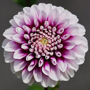 Dahlie (Dahlia)
