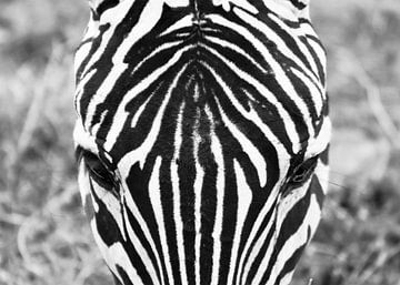 Zebra van Esther van der Linden