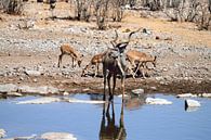 Kudu-Mann von Merijn Loch Miniaturansicht