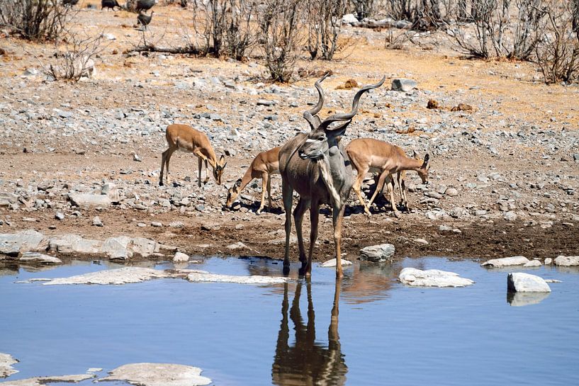 Kudu-Mann von Merijn Loch
