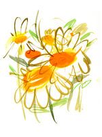 Gänseblümchen