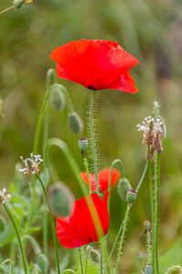 Mohn