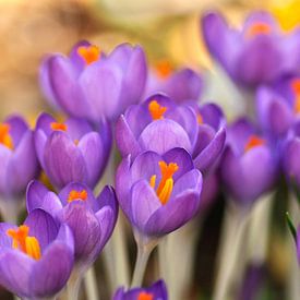 Lilac crocuses in February by Corinne Welp