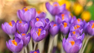 Crocus lilas en février