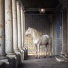 Wit paard in zuilengallerij| blauwe tegeltjes | paardenfotografie | Portugal van Laura Dijkslag