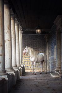 Cheval blanc dans la colonnade|carreaux bleus | photographie de cheval | Portugal
