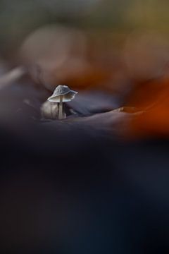 Herfst in het bos van Mijke Braam