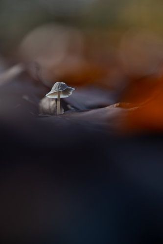 Autumn in the forest