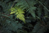 Between ferns