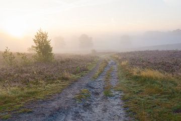 Walk to the sun van Francois Debets