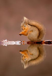 Eekhoorn met spiegelbeeld in water