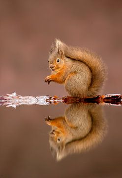 Eekhoorn met spiegelbeeld in water van AGAMI Photo Agency