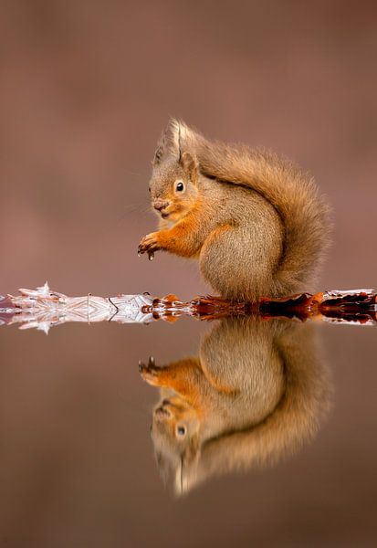 Red Squirrel with reflection in water von AGAMI Photo Agency