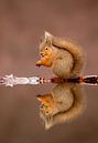 Red Squirrel with reflection in water von AGAMI Photo Agency Miniaturansicht