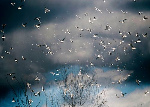 Möwen und ein dunkler Himmel