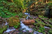 wolf's ravine