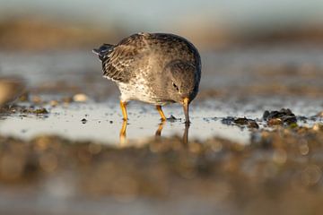 Purple sandpiper at the waterline