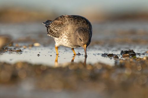 Purple sandpiper at the waterline