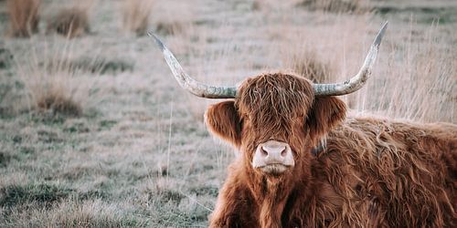 Scottish Highlander
