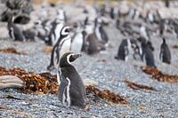 De Humboldt pinguinkolonie