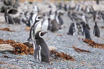 The Humboldt penguin colony by Laurine Hofman