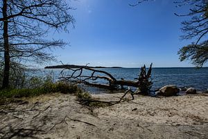 Tronc d'arbre sur la rive du Goor, île de Vilm, Lauterbach sur Rügen