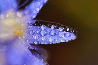 Scilla siberica - Blausternchen im Morgentau 1