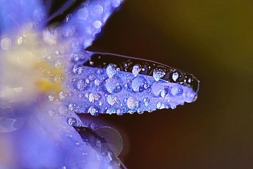 Scilla siberica - Blausternchen im Morgentau 1