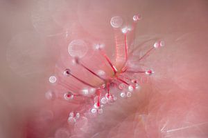 Drosera 1