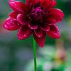 Dahlia met dauwdruppels von Peter Relyveld