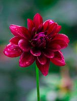 Dahlia met dauwdruppels