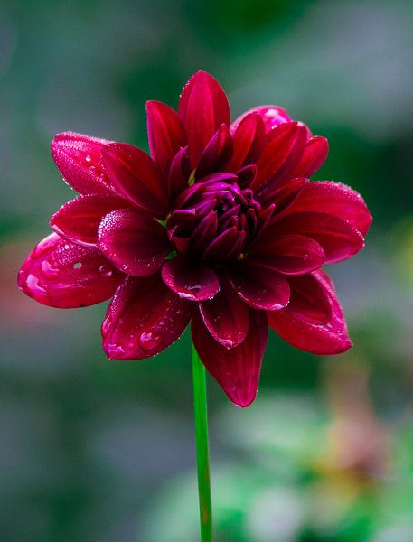 Dahlia met dauwdruppels von Peter Relyveld