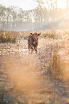 Veau écossais Highlander sur Kevin IJpelaar